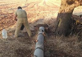 Refugio para las liebres.