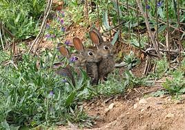 La RFEC recoge entre sus propuestas la recuperación de la caza menor.