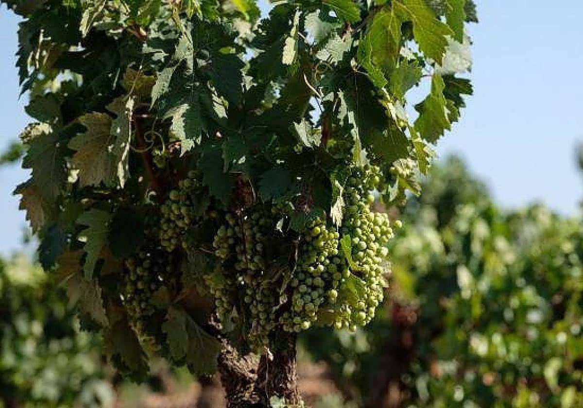 Imagen de archivo de uvas para cava en una finca de Tierra de Barros.