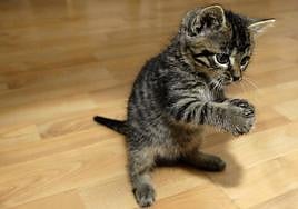 Cómo proteger a tu gato del calor este verano