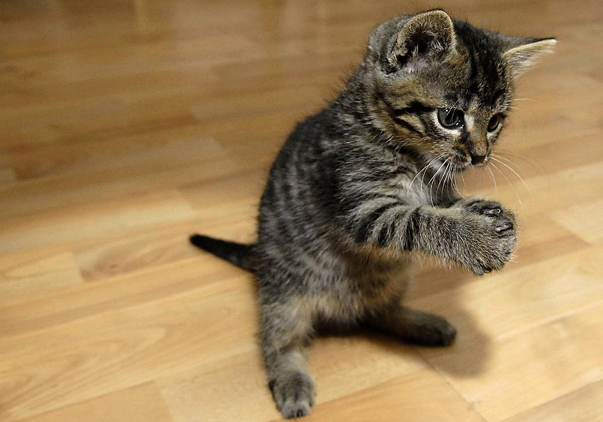 Cómo proteger a tu gato del calor este verano