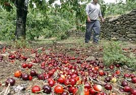 Cerezas en el suelo en el Valle del Jerte, dañadas por las abundantes lluvias de junio.