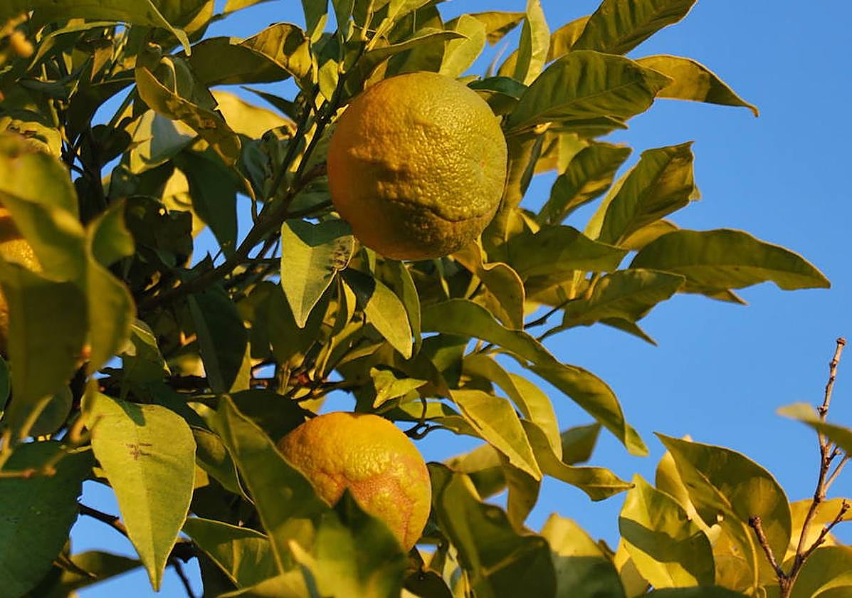 El calor de marzo y abril han afectado a la cosecha de naranjas.