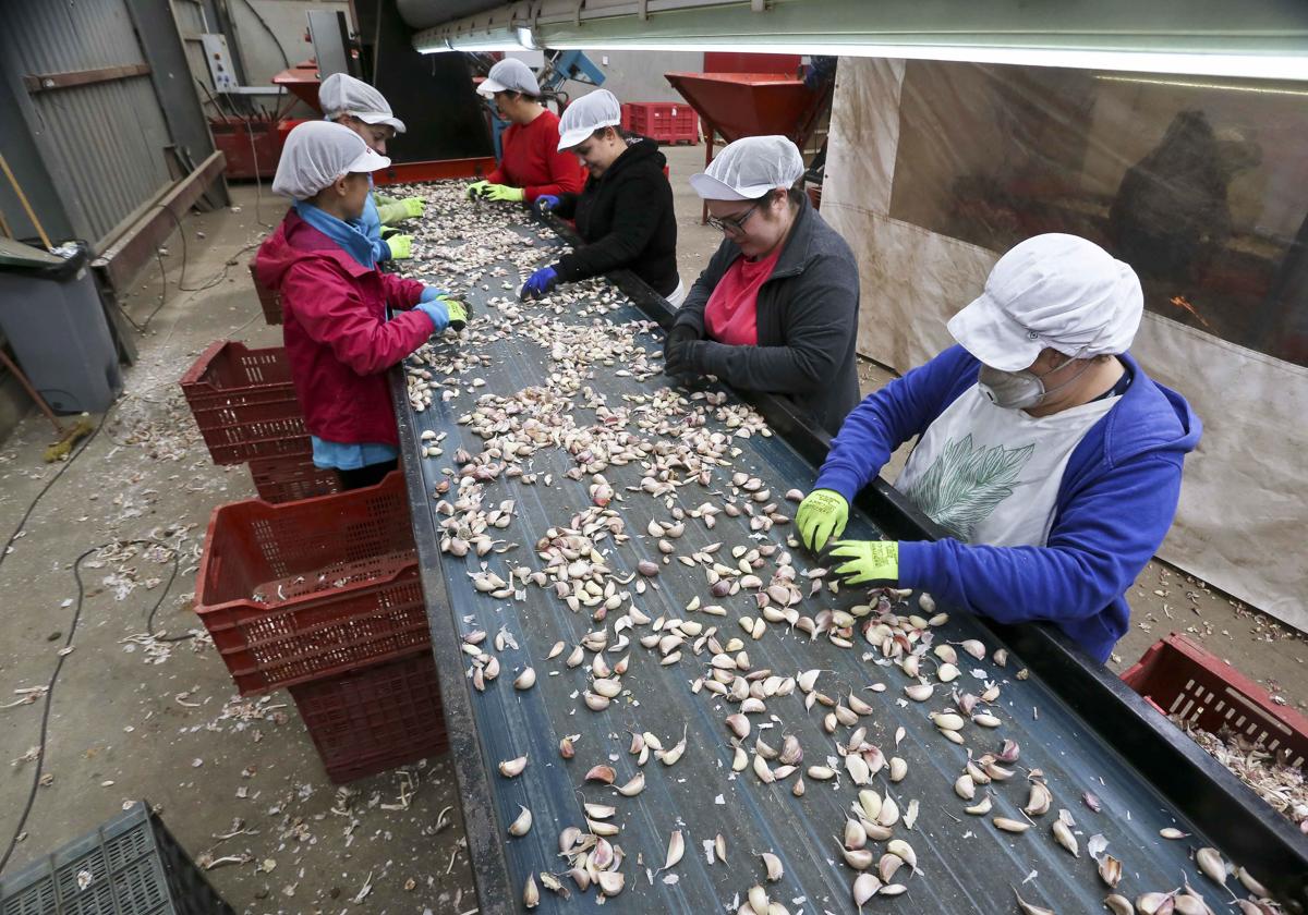 Mujeres trabajando en una cooperativa extremeña