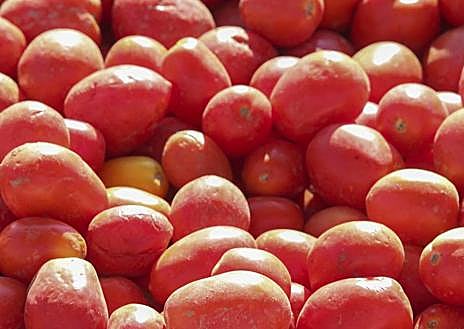 Imagen secundaria 1 - El pico de la campaña se alcanzará en dos semanas. Abajo a la derecha, primera selección de tomate en campo, en Montijo. 
