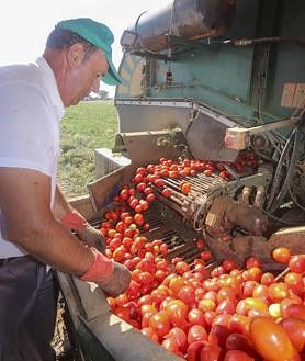 Imagen secundaria 2 - El pico de la campaña se alcanzará en dos semanas. Abajo a la derecha, primera selección de tomate en campo, en Montijo. 