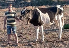 Daniel Calzas junto a una de sus vacas.