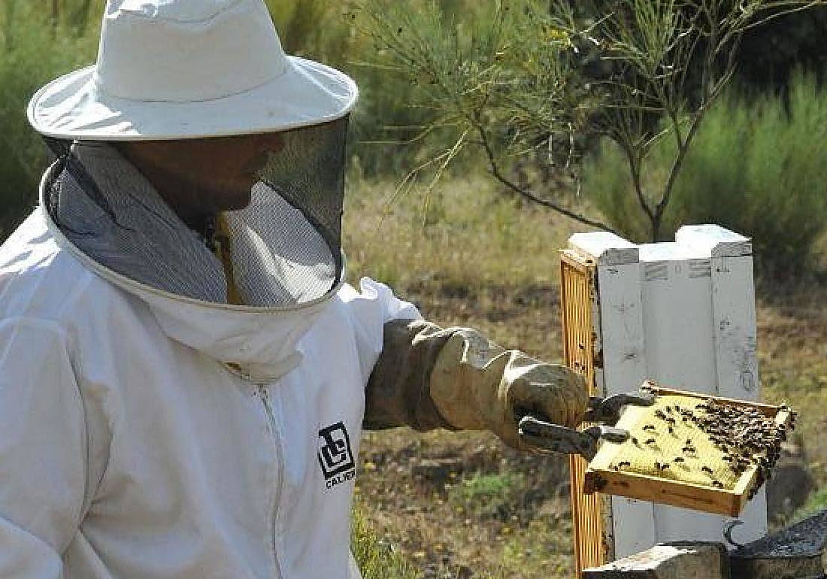 Un apicultor extremeño junto a varias colmenas.