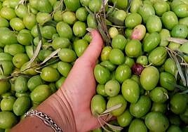 La Unión aconseja no firmar ventas de aceituna por debajo de 1,18 euros/kg