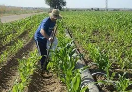 Un agricultor trabaja en un campo.