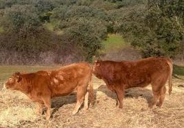 Ganado bovino en una finca de Extremadura.