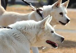 Así es el seguro obligatorio que tendrás que hacerle a tu perro a partir de septiembre