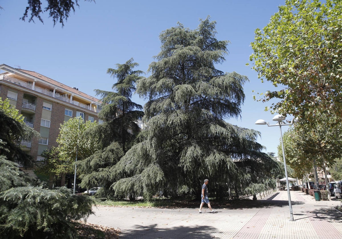 La joven de 17 años fue agredida debajo de un enorme árbol con ramas bajas, en la avenida de París.