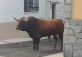 Toro que corneó al hombre el domingo tarde en Morcillo.