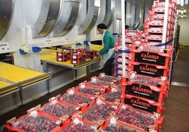 Cerezas listas para su venta en la Agrupación de Cooperativas Valle del Jerte.