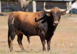 Fotografía del toro del apagón que ha cogido al varón en Garrovillas de Alconetar.