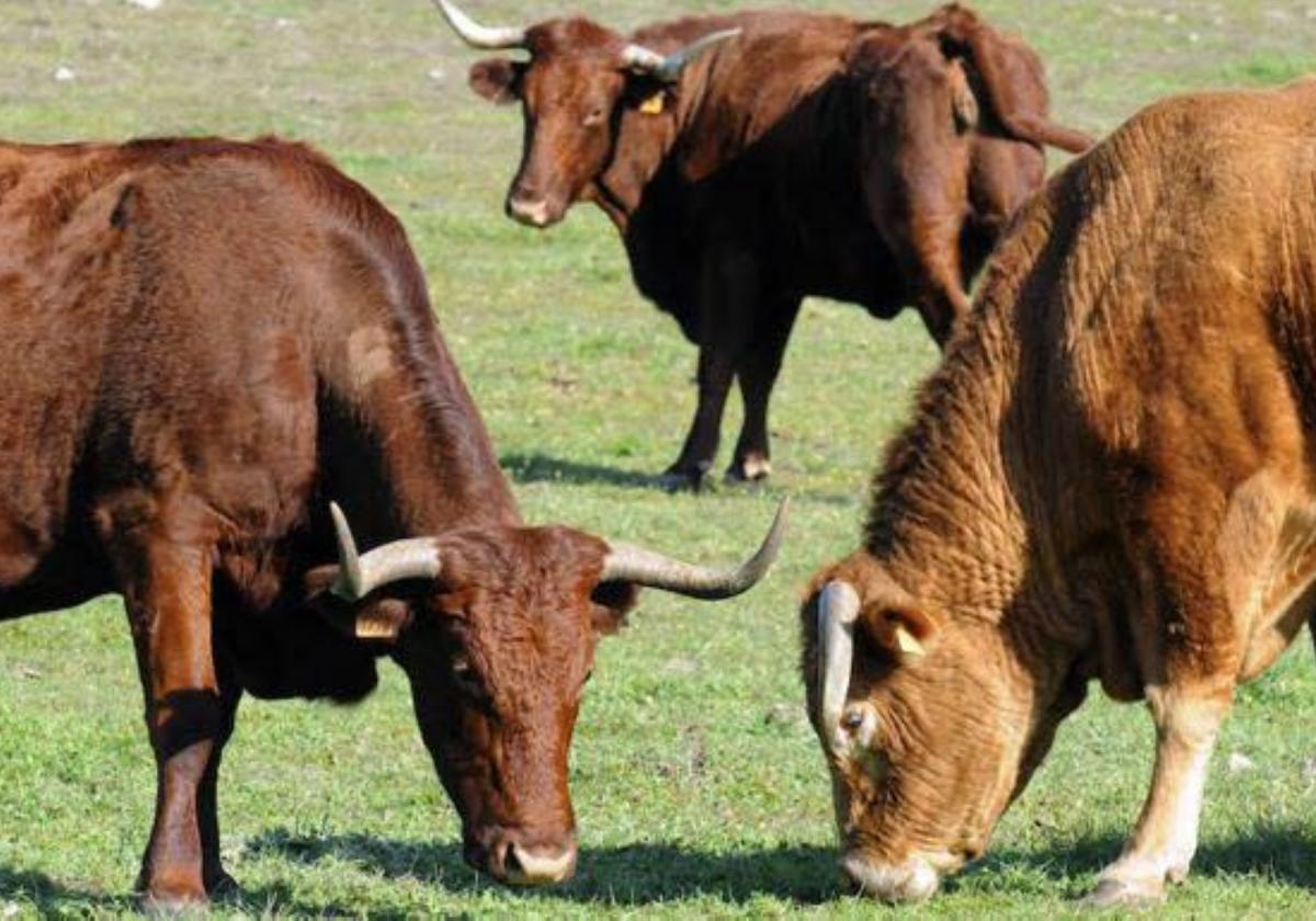 Vacas en una finca de Mérida.