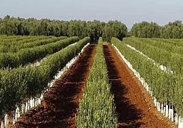 Imagen de archivo de un olivar superintensivo en Extremadura.