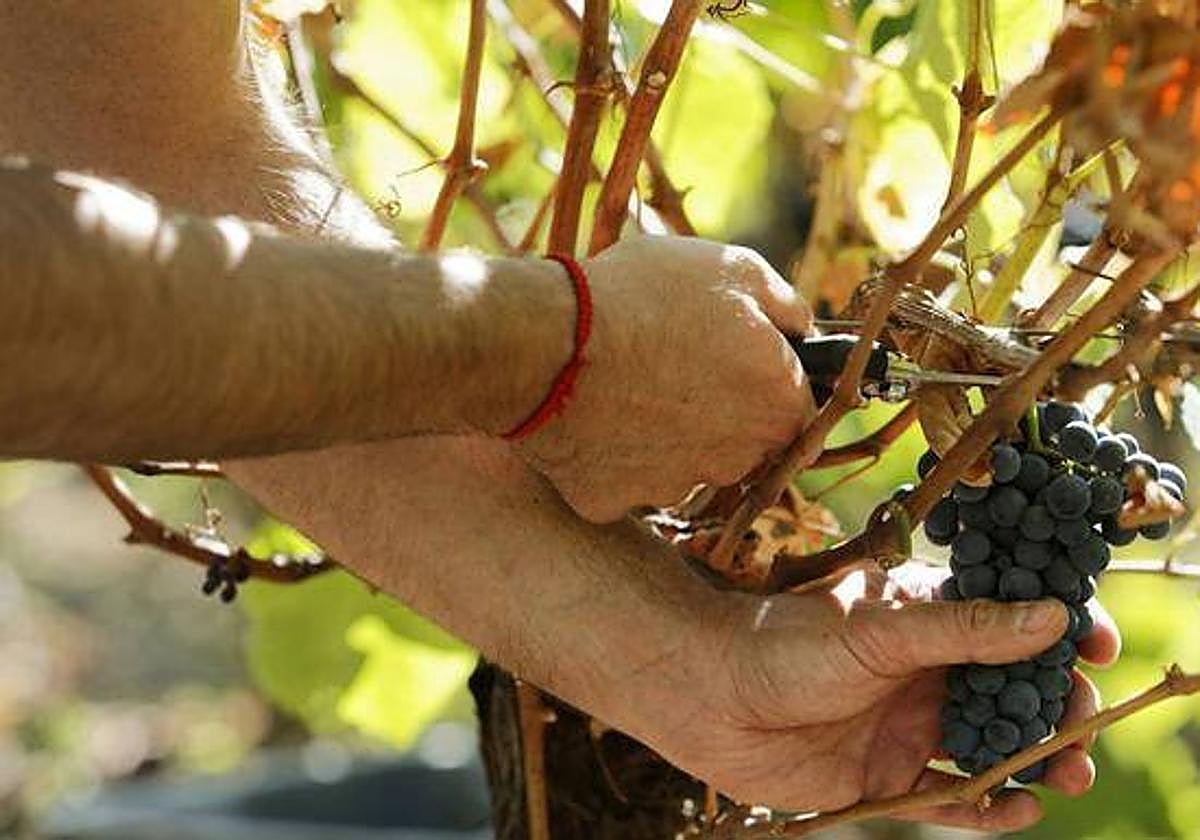 Corte de un racimo de uvas durante la vendimia.