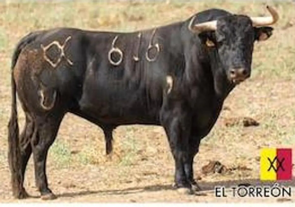 Continúa ingresado en Plasencia el herido por asta de toro en Serradilla |  Hoy