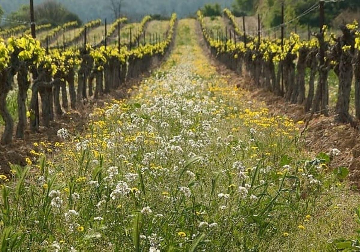 Malas hierbas en un viñedo.