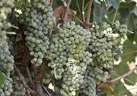 Vid con uva tinta en Arroyo de San Serván poco antes de cosecharse.