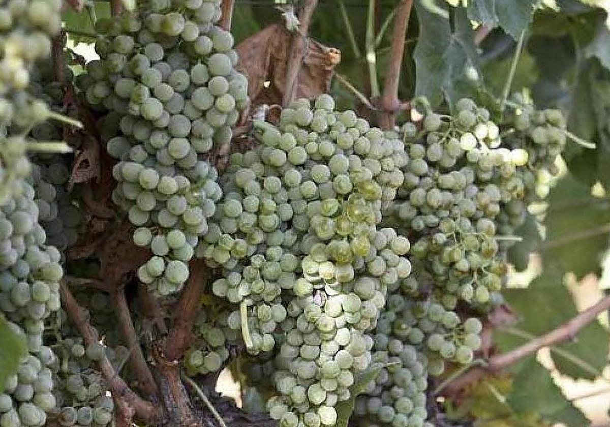 Vid con uva tinta en Arroyo de San Serván poco antes de cosecharse.