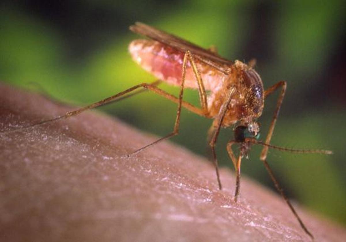 Los mosquitos del género 'Culex' pueden transmitir el virus de la Fiebre del Nilo.