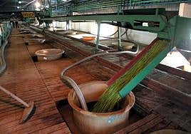 Aceitunas en la almazara de la Cooperativa San Marcos de Almendralejo.