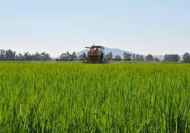 APAG Extremadura Asaja lamenta que países no productores de arroz impongan criterios a los que sí lo son