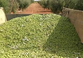 Imagen de archivo de recogida de la variedad de aceituna manzanilla cacereña.