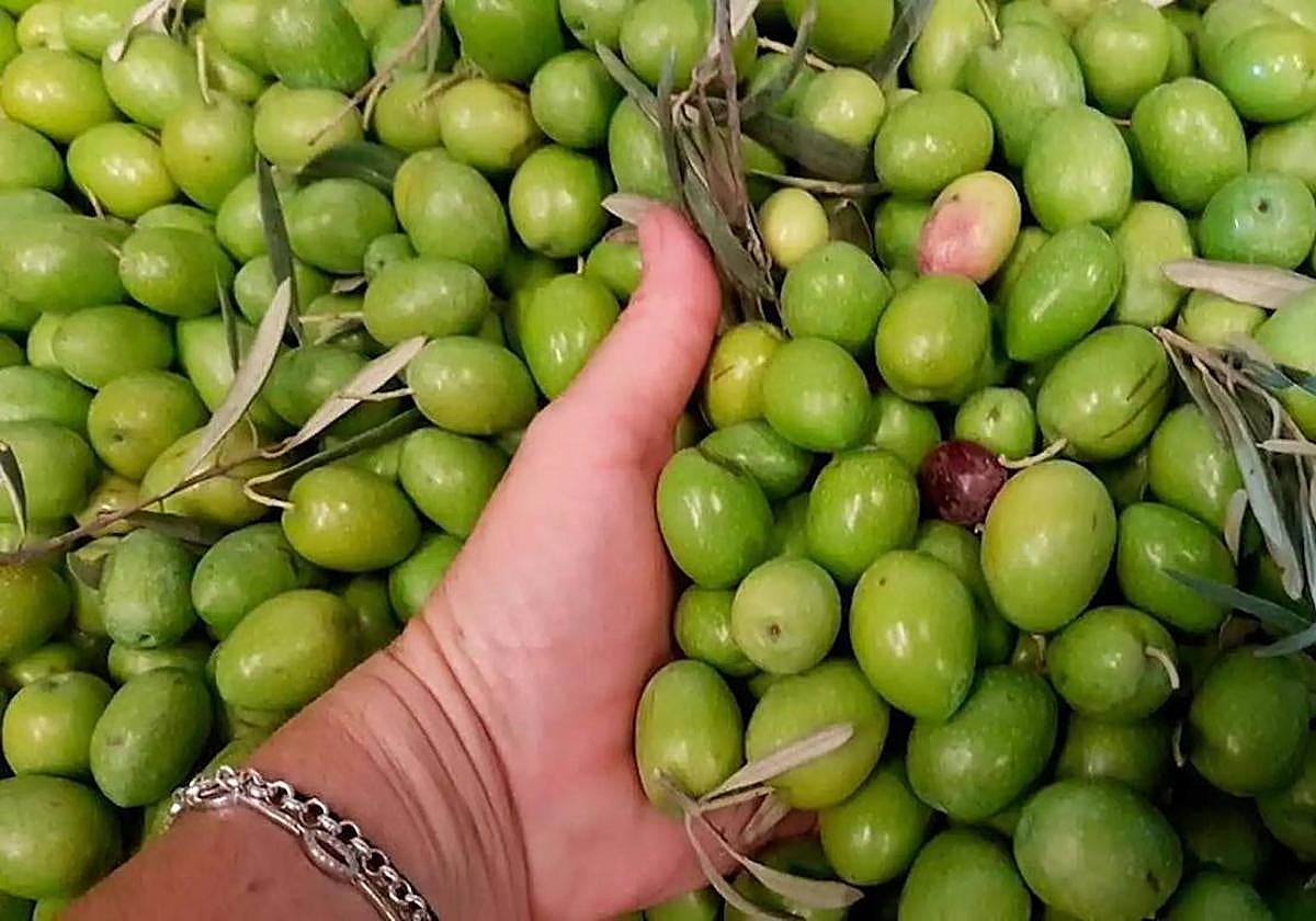 Imagen de archivo de aceituna recién recogida en el norte de Cáceres.
