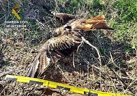 Investigan a un vecino de Azuaga por causar la muerte a dos milanos reales con veneno para ratas
