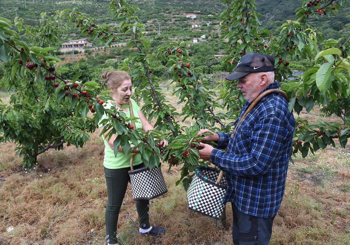 Durante la recolección de cerezas en el Valle del Jerte esta temporada.