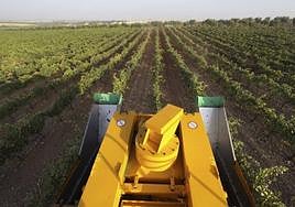 Vendimia mecánica en un viñedo de Almendralejo.