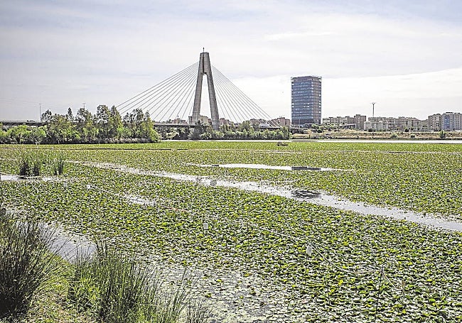 El Guadiana, plagado de nenúfar esta primavera.