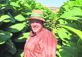 Antón en una de sus plantaciones tabaqueras.