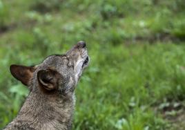 Dolly amenaza al lobo