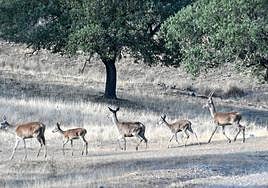 Pelayo Gordillo, en declaraciones este lunes a las puertas de la Asamblea.