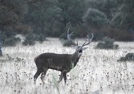 Un ciervo berrea en una finca privada del parque nacional de Monfragüe.