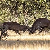 Vox quiere que se pueda cazar ya en fincas privadas de Monfragüe