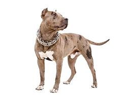 Los collares para perros que prohíbe la nueva Ley de Bienestar Animal