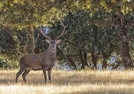 Ejemplar de venado en el Parque Nacional de Monfragüe.