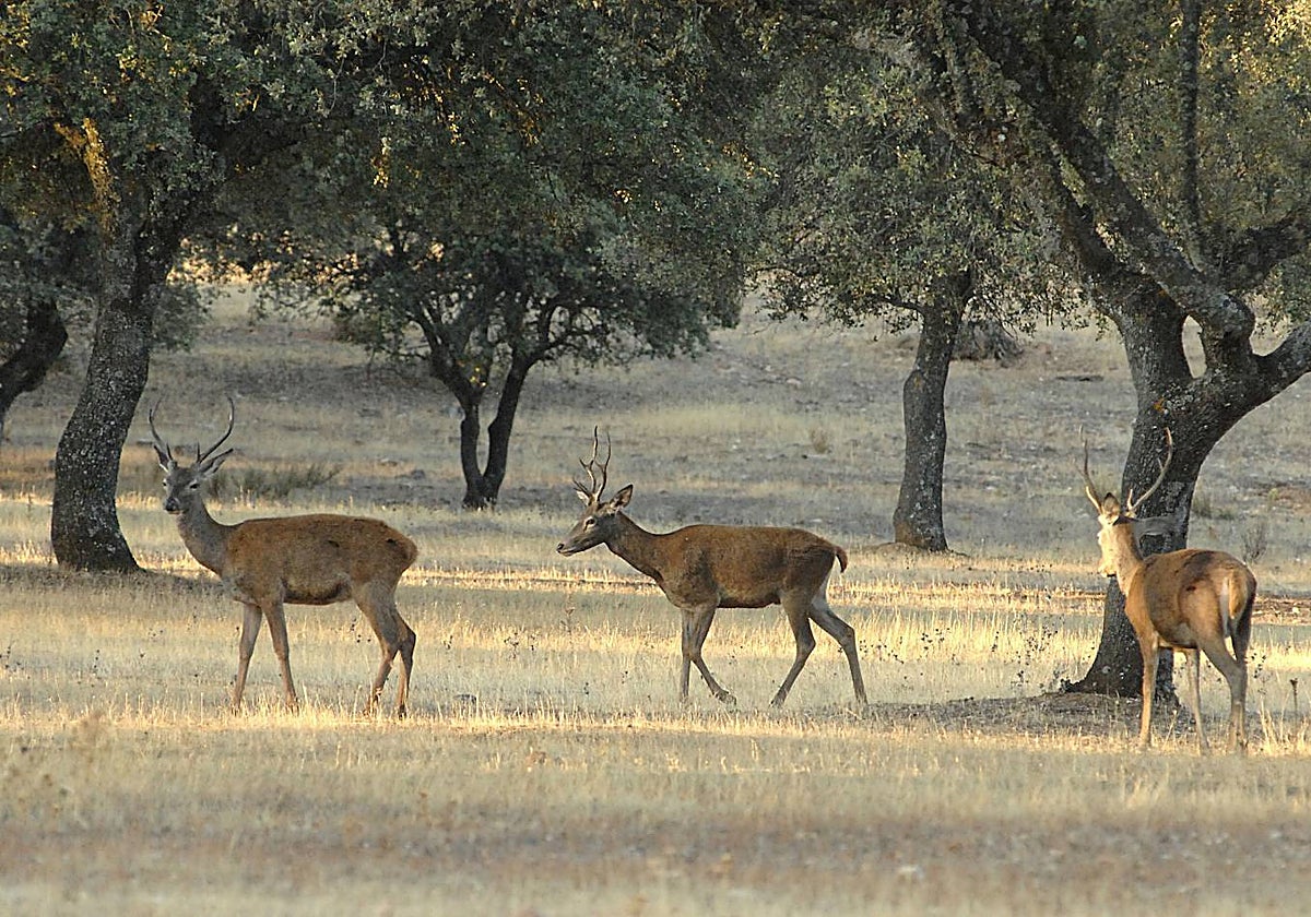 ¿Por qué se debe permitir la caza mayor en Monfragüe?