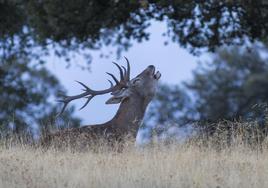 Un ciervo berrea al atardecer en el parque nacional.