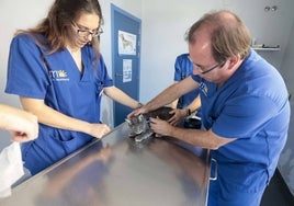 Borja Durán, veterinario y dueño de la clínica Montesol, coloca un microchip a un gato.