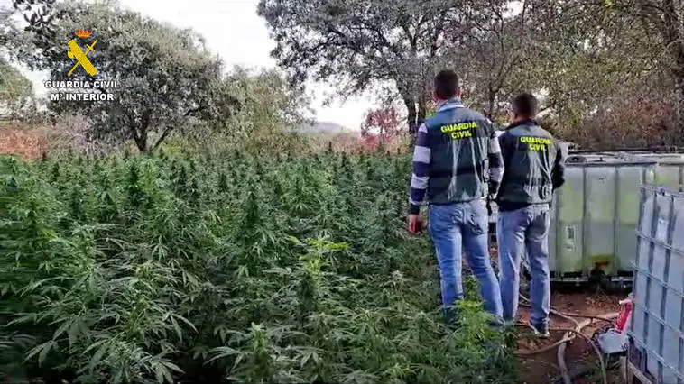 Desmantelan una plantación con más de dos mil plantas de marihuana en una finca de Cabeza la Vaca