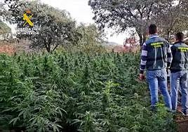 Imagen de la plantación en Cabeza la Vaca.