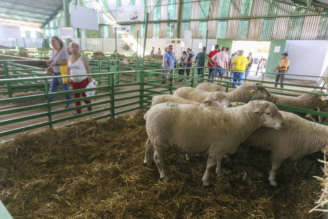 La Feria Ganadera de Zafra 2023, en imágenes (II)