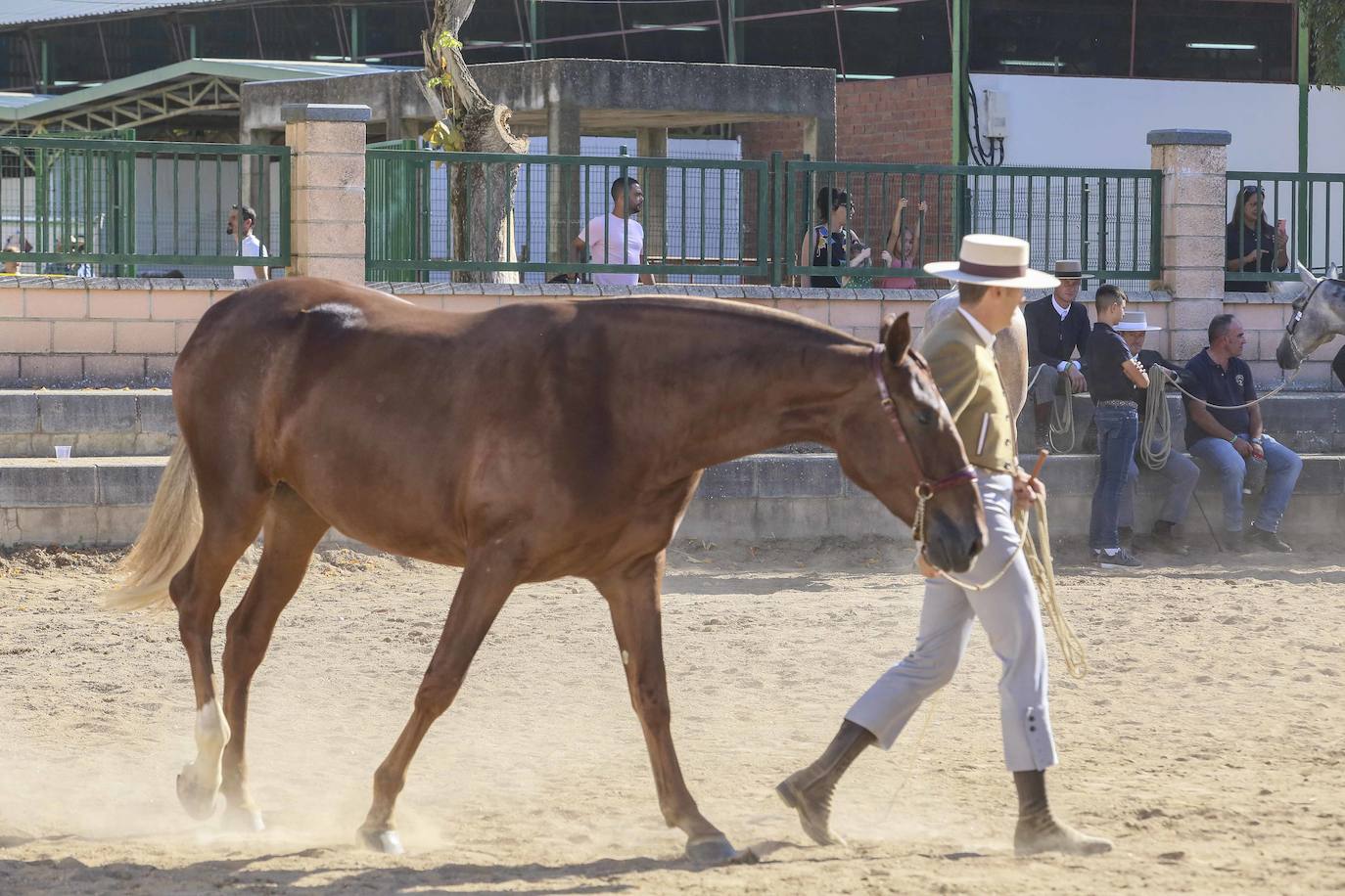 La Feria Ganadera de Zafra 2023, en imágenes (II)